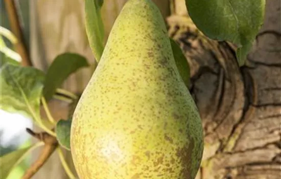 Pyrus com.'Gute Luise v.Avranches' CAC