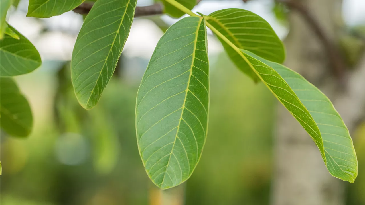 Walnuß, Haselnuß, Esskastanie