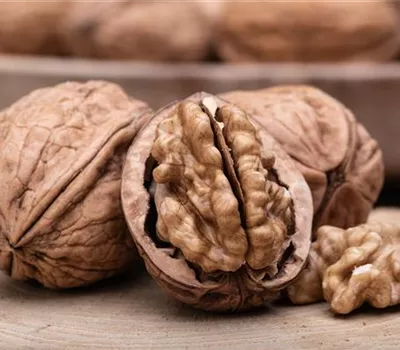 Juglans regia 'Jupiter' CAC