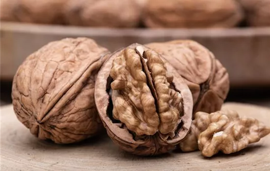 Juglans regia 'Jupiter' CAC