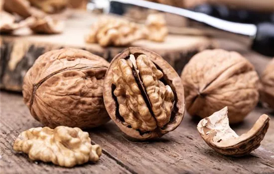 Juglans regia 'Mars' CAC