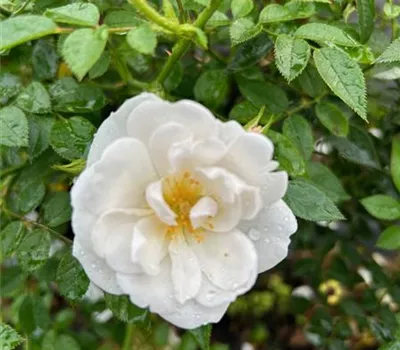 Rosa 'Bienenweide' -R- Weiß BT Rosa 'Bienenweide' -R- Weiß BT