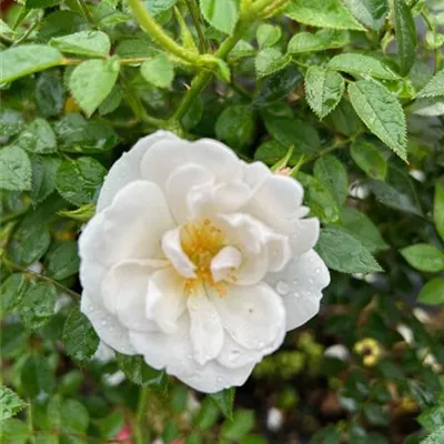 Rosa 'Bienenweide' -R- Weiß BT