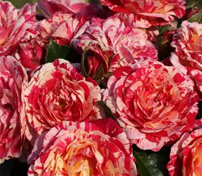 Rosa 'Abracadabra' -R- BT Rosa 'Abracadabra' -R- BT