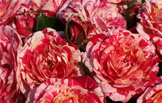 Rosa 'Abracadabra' -R- BT