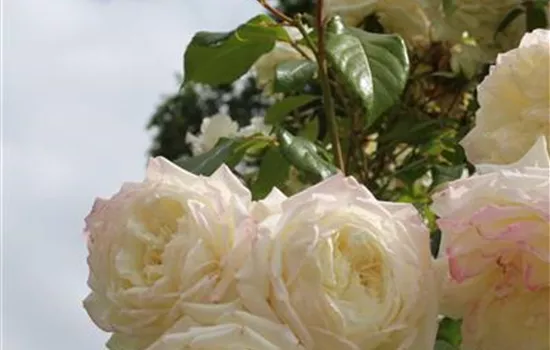Rosa 'Alaska' -R- KL