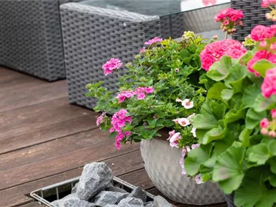 Beet- und Balkonpflanzen – Die schönsten Kandidaten Beet- und Balkonpflanzen – Die schönsten Kandidaten