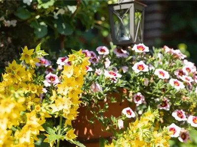 Beet- und Balkonpflanzen kaufen ist immer eine gute Idee Beet- und Balkonpflanzen kaufen ist immer eine gute Idee