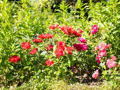 Beetrosen pflanzen und wunderschöne Blüten bewundern Beetrosen pflanzen und wunderschöne Blüten bewundern