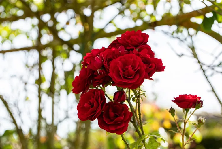 Kletterrose, rot