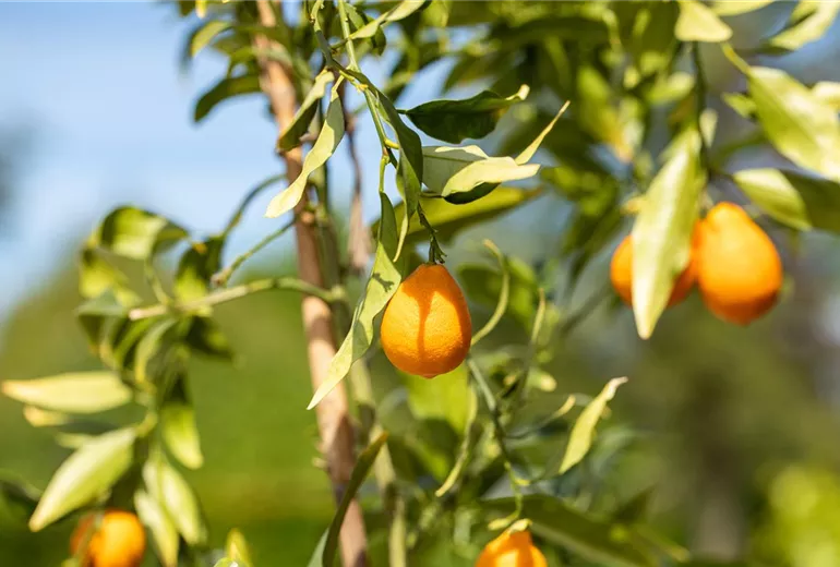 Citrus
