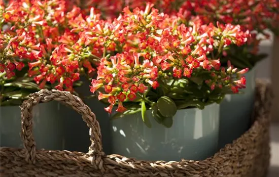 Eine Kalanchoe als blühendes Highlight im Haus