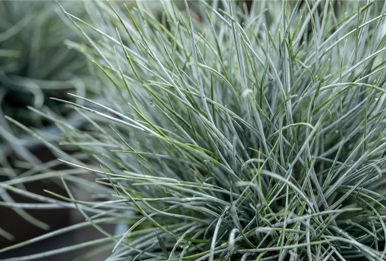 Festuca cinerea