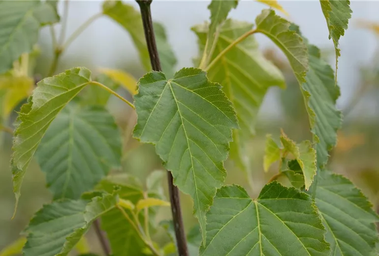 Acer davidii