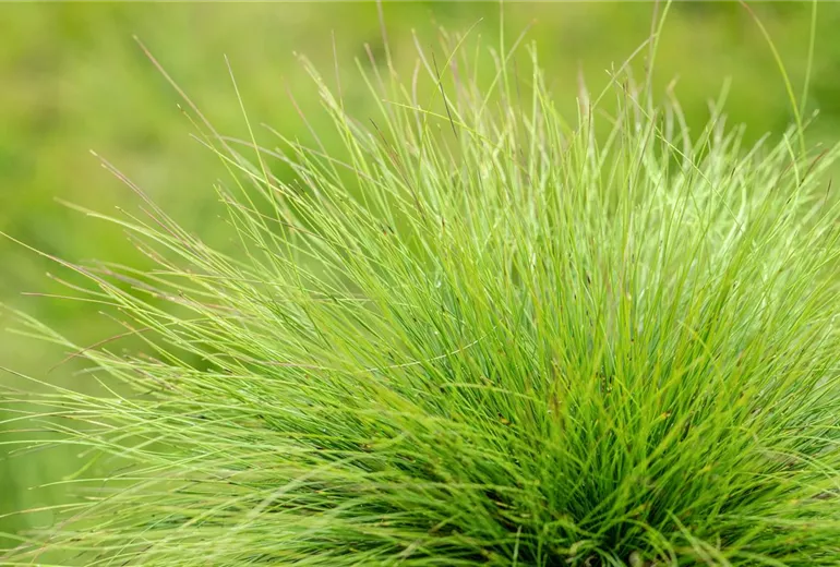 Festuca amethystina