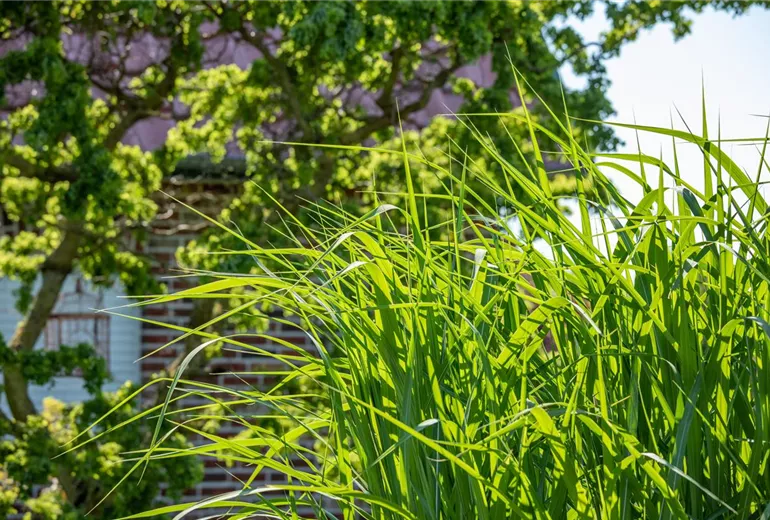Miscanthus sinensis