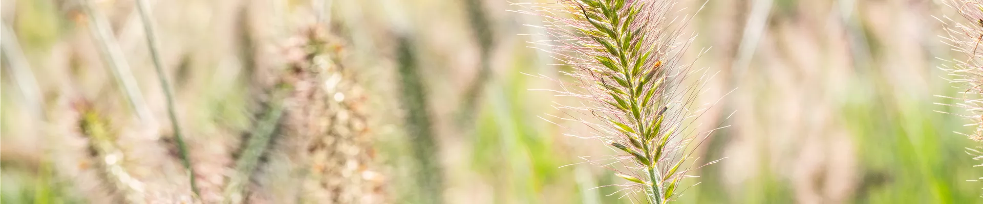 Pennisetum alopecuroides 'Hameln'