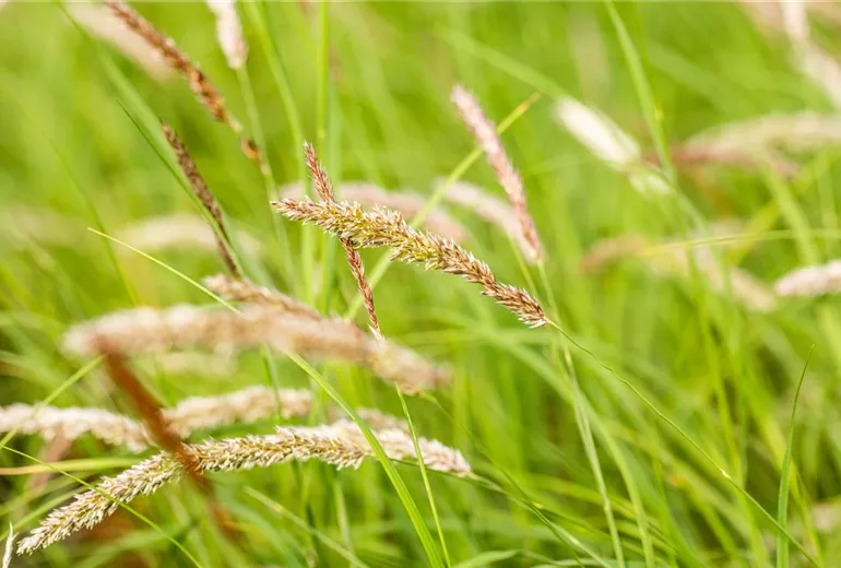 Melica ciliata