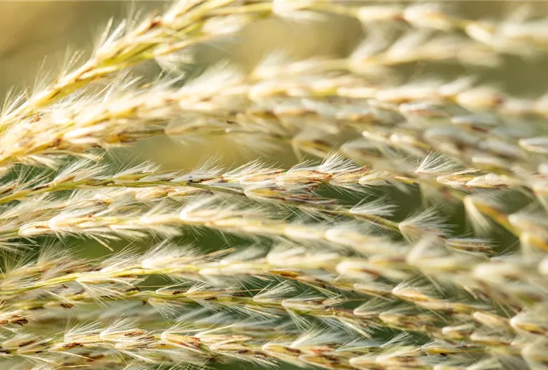 Miscanthus sinensis