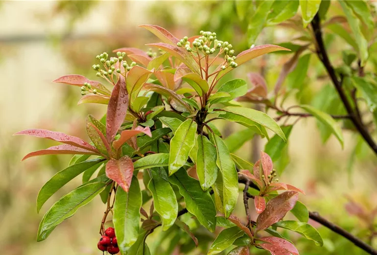 Photinia davidiana