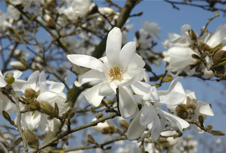 Magnolia x loebneri 'Donna'