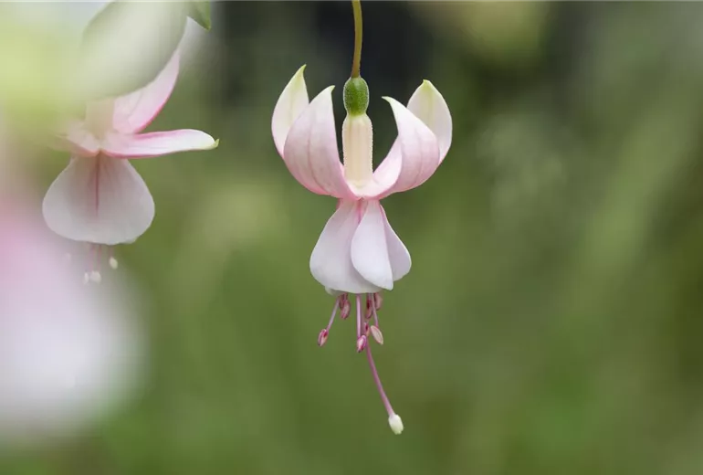 Fuchsia, rosa