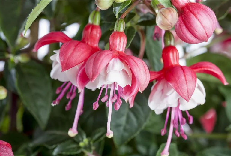 Fuchsia