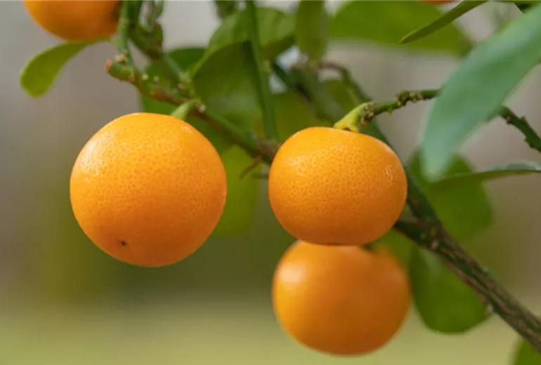Citrus madurensis