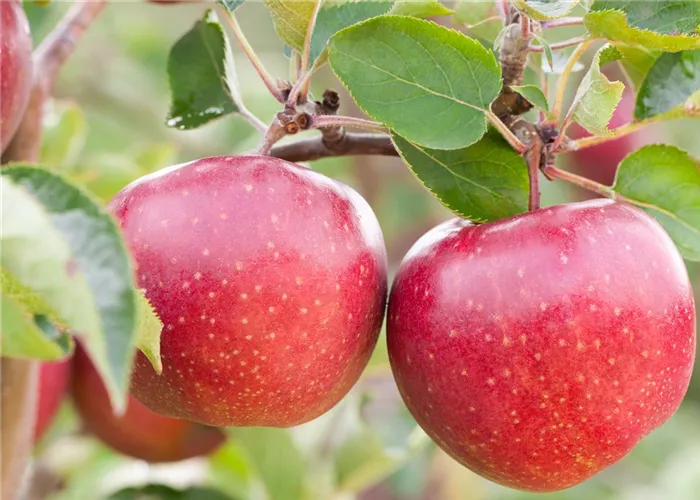 Auftragsveredlungen von Obstbäumen