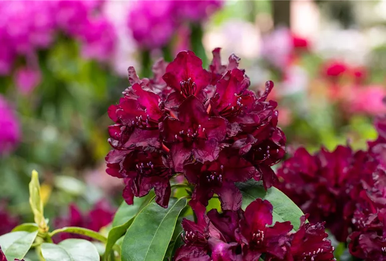Rhododendron 'Black Widow'