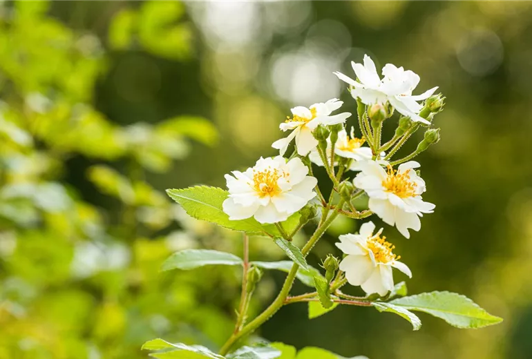 Kletterrose, rot