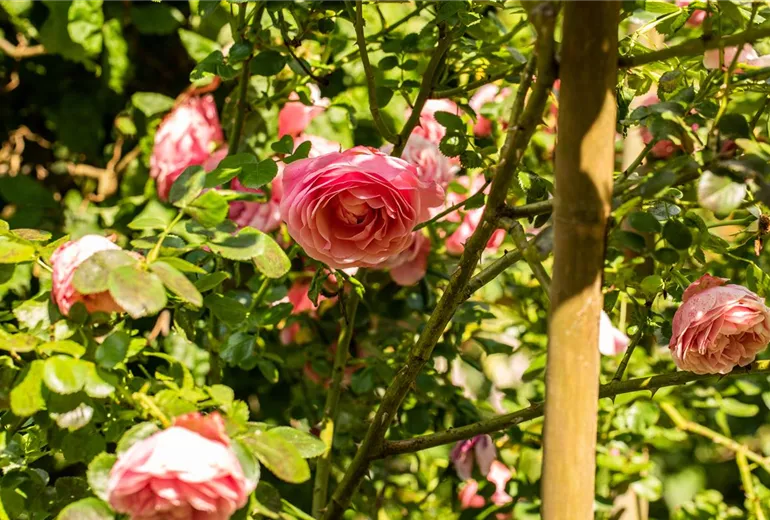 Kletterrose, rosa