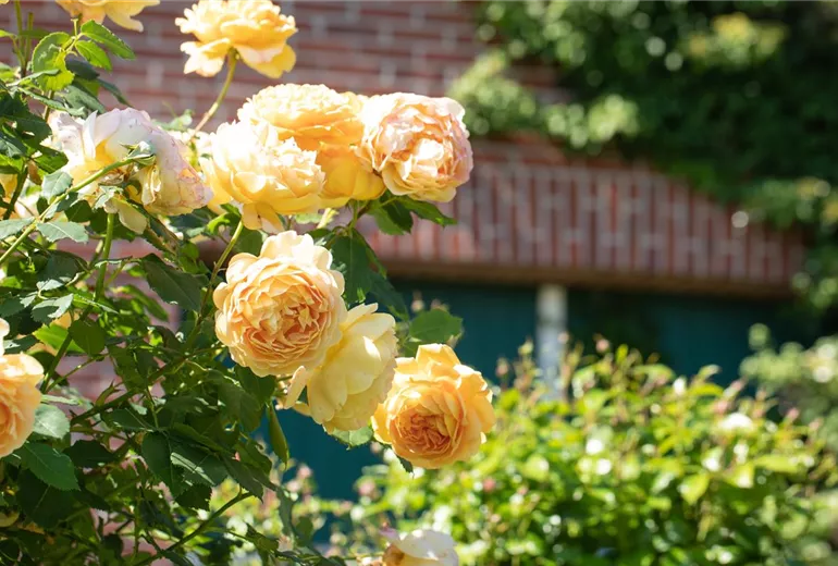 Englische Rose, apricot