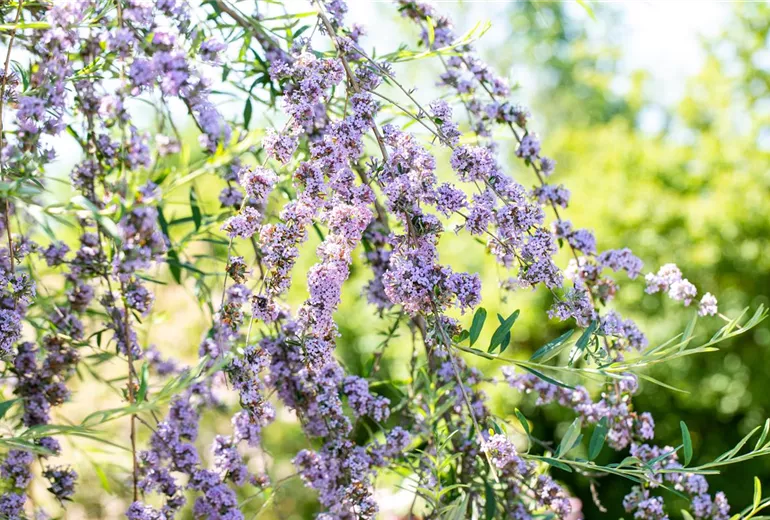 Buddleja alternifolia