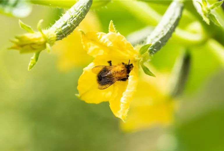 Cucumis sativus