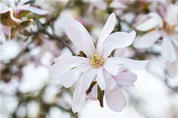 Frühblühende Gehölze zum Start ins neue Gartenjahr