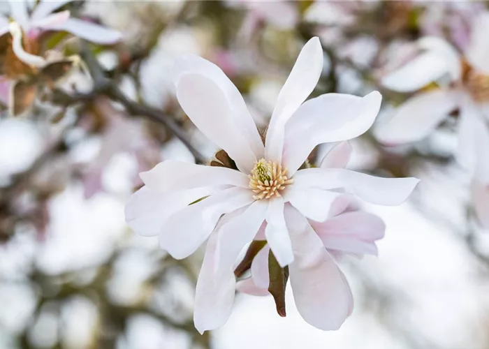 Frühblühende Gehölze zum Start ins neue Gartenjahr