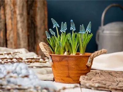 Die schönsten Frühblüher für Balkon und Terrasse