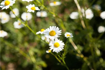 8 Pflanzen für die Gesundheit, die jeder kennen sollte