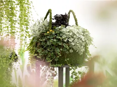 Blattschmuckpflanzen sorgen für Ruhe und Harmonie im Garten