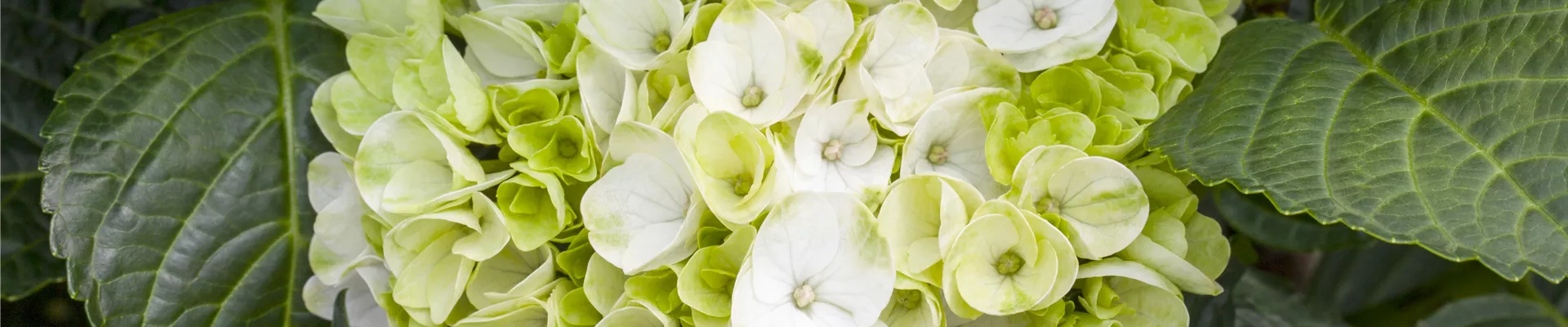 Hydrangea macrophylla 'Hochzeits-Hortensie'®