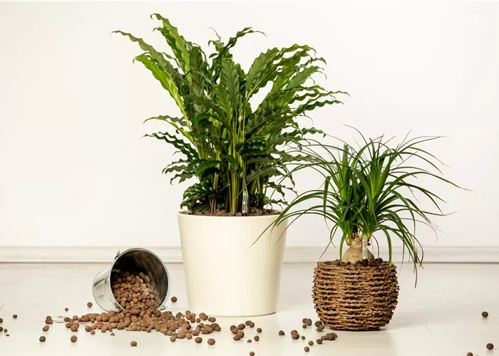 Hydrokultur – ideal als Alternative zur Aufzucht im Erdboden Hydrokultur – ideal als Alternative zur Aufzucht im Erdboden