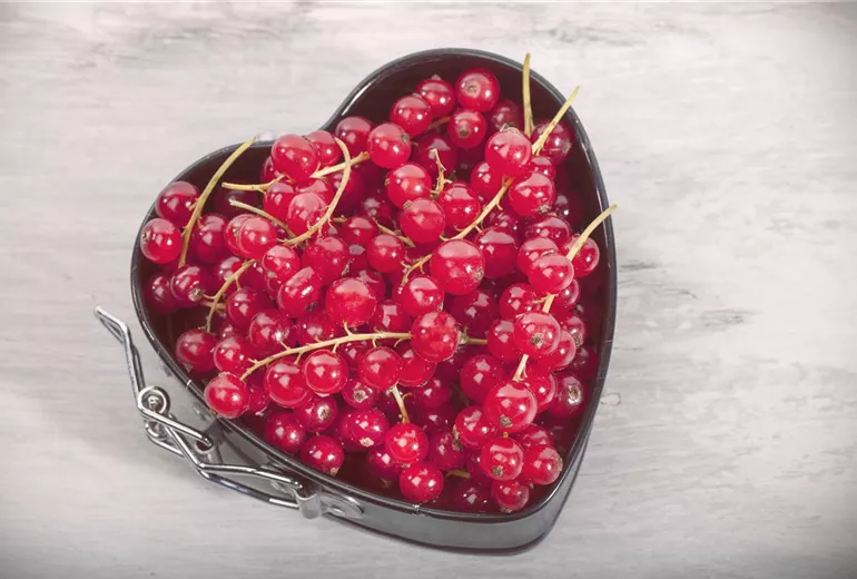 Ribes rubrum
