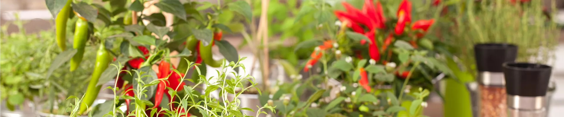 Küchenambiente mit Kräutern