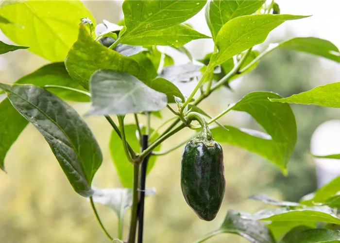 Gemüseanbau auf dem Balkon leicht gemacht Gemüseanbau auf dem Balkon leicht gemacht