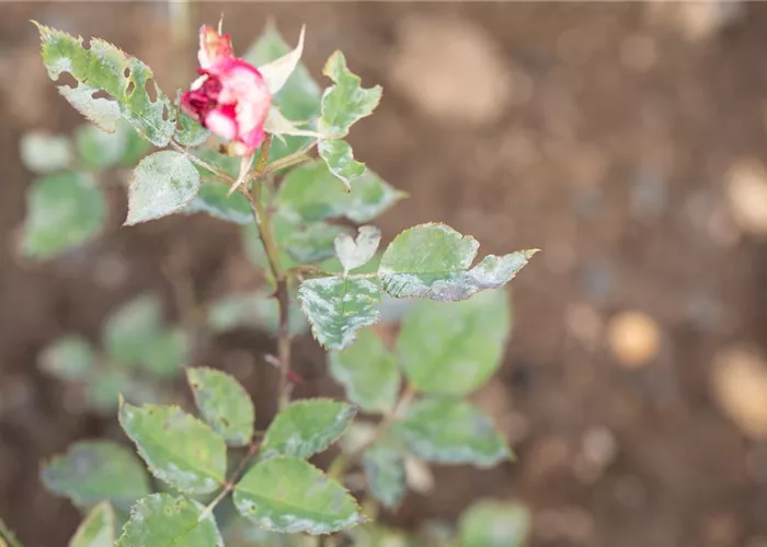 Die häufigsten Pflanzenkrankheiten erkennen und bekämpfen Die häufigsten Pflanzenkrankheiten erkennen und bekämpfen