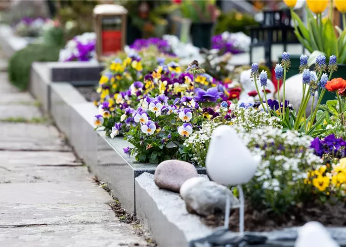 Eine ganzjährige Grabbepflanzung für ein stilvolles Andenken Eine ganzjährige Grabbepflanzung für ein stilvolles Andenken