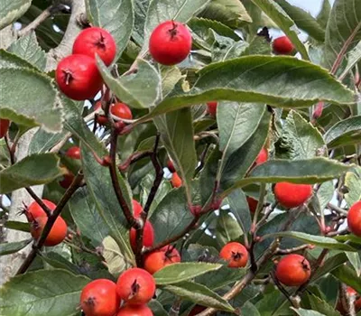 Crataegus lavallei 'Carrierei'
