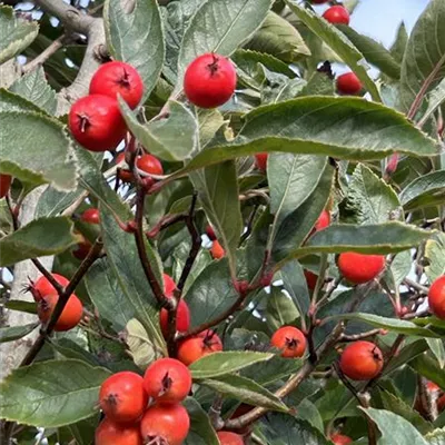 Crataegus lavallei 'Carrierei'