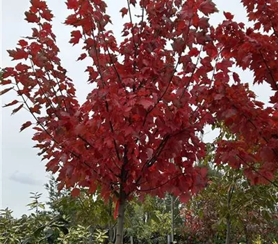 Acer rubrum 'October Glory'